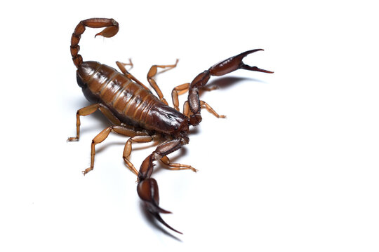 Euscorpius spp. - Μεσογειακός σκορπιός
